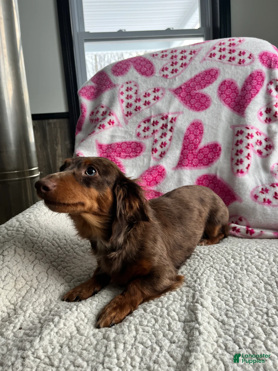 Miniature Dachshund dogs for sale: Laddie - Ad 7