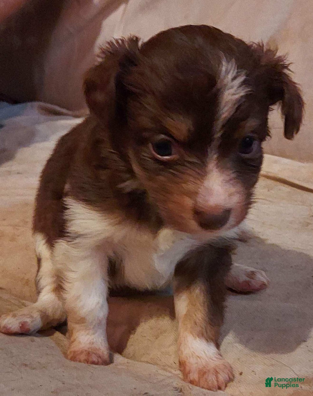 Toy Australian Shepherd dogs for sale: BEAU - Ad 3