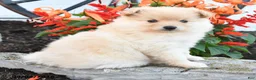Pomeranian dogs for sale: Piper - Ad 4