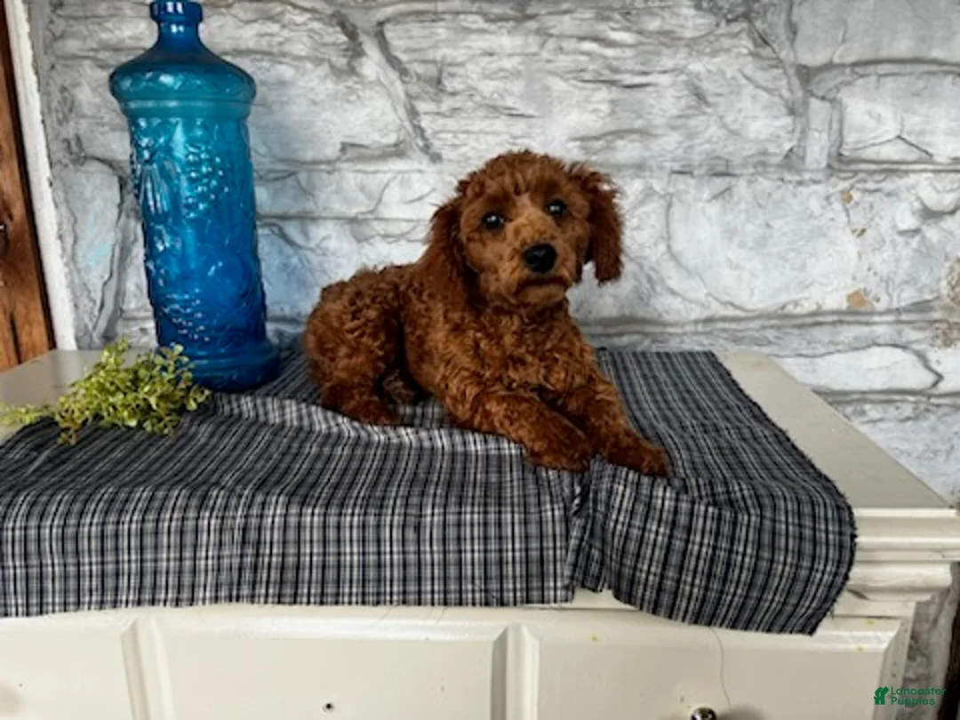 Toy Poodle dogs for sale: Jordan - Ad 2