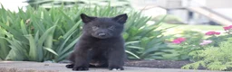 German Shepherd dogs for sale: Casper - Ad 2
