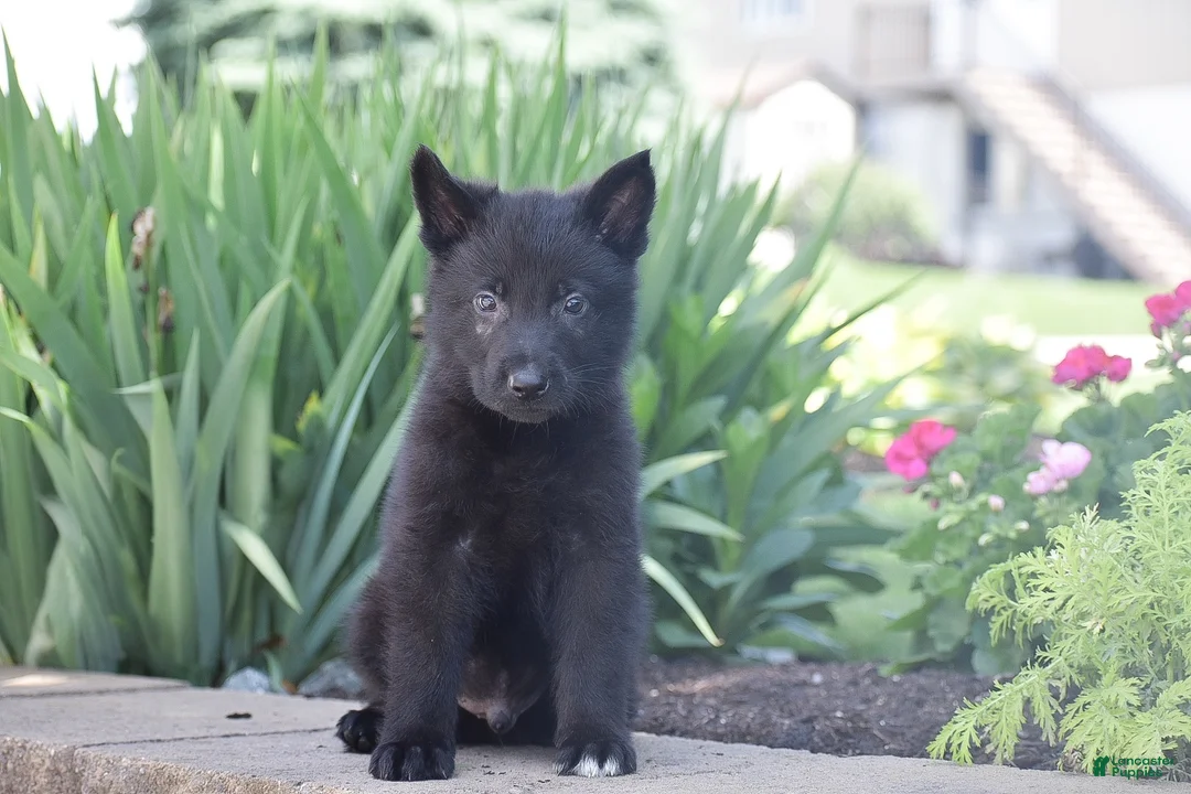 German Shepherd dogs for sale: Casper - Ad 2