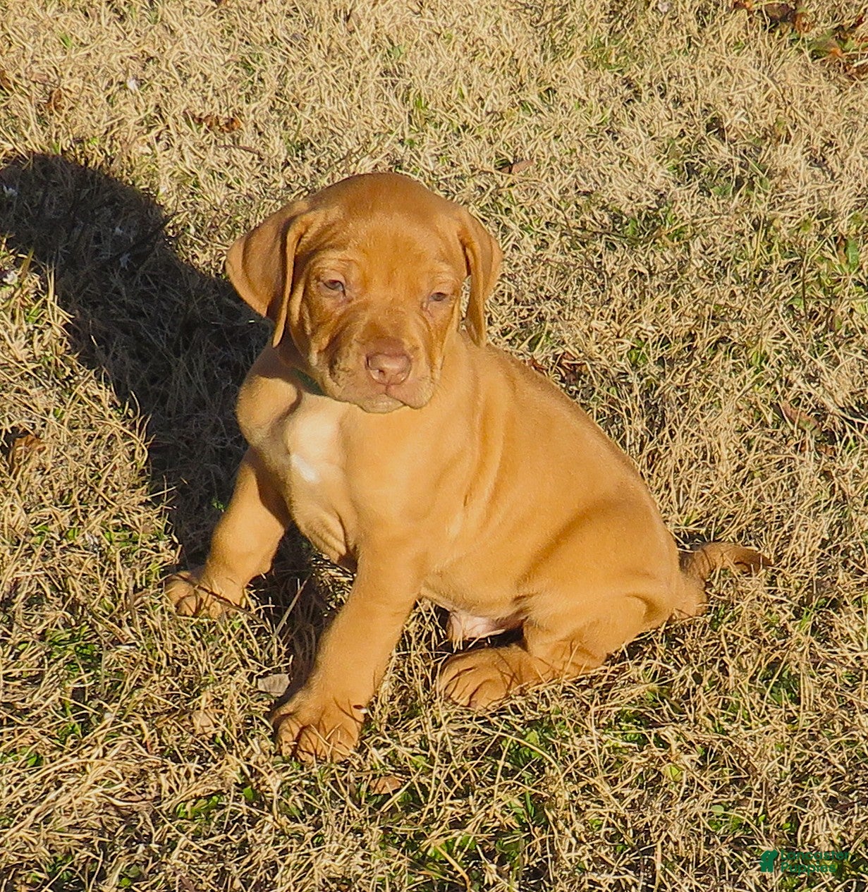 Rhodesian Ridgeback dogs Rhodesian Ridgeback Puppy 3 - Ad 2