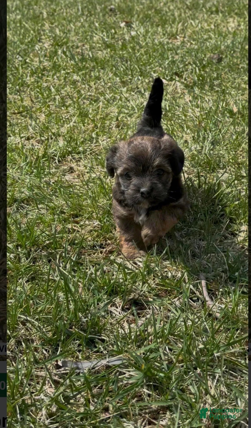 Yorkiepoo dogs Storm  - Ad 38