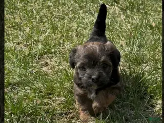 Yorkiepoo dogs Storm - Ad 23