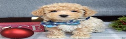 Maltipoo dogs for sale: Frankie  - Ad 5