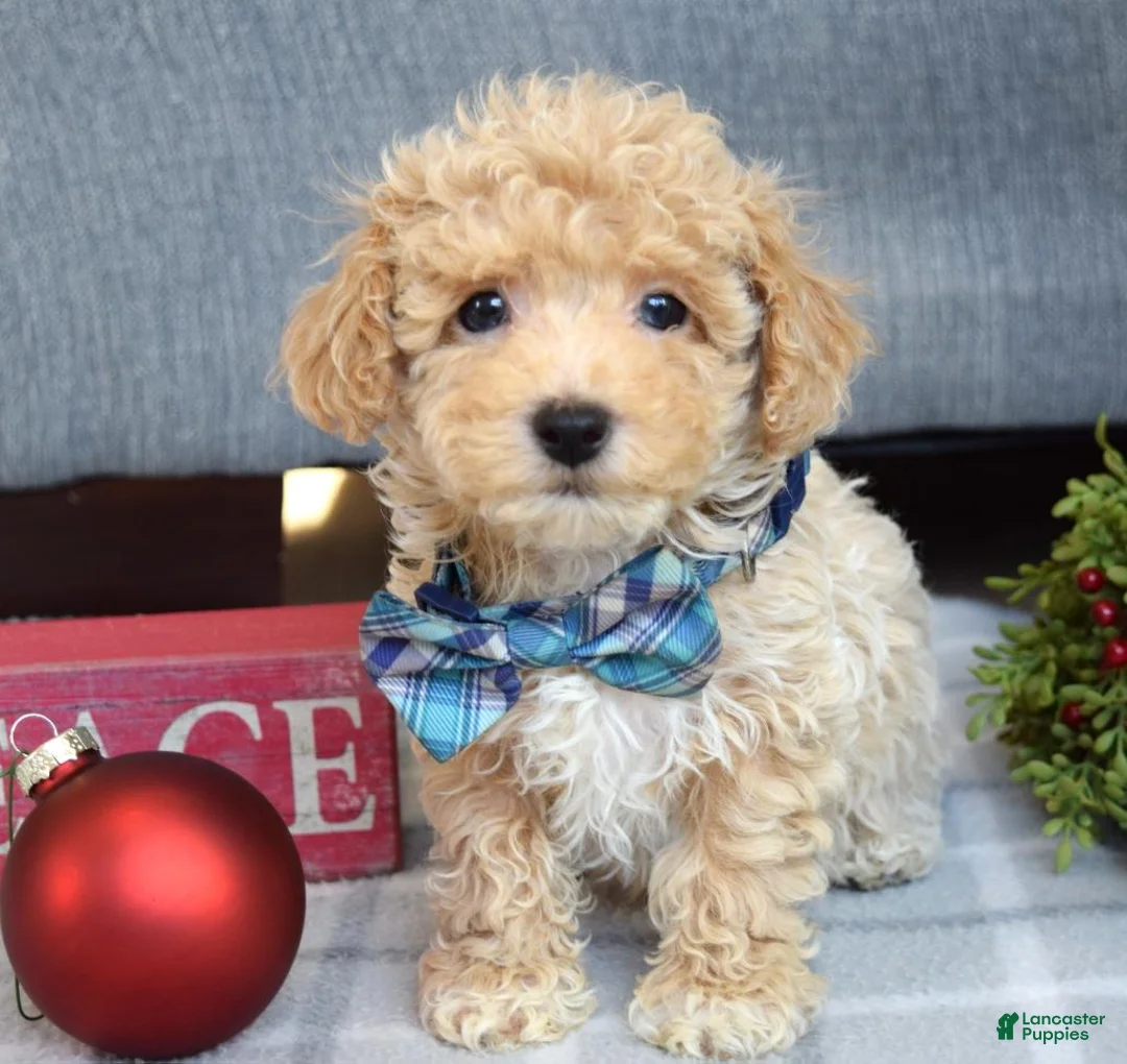 Maltipoo dogs for sale: Frankie  - Ad 9
