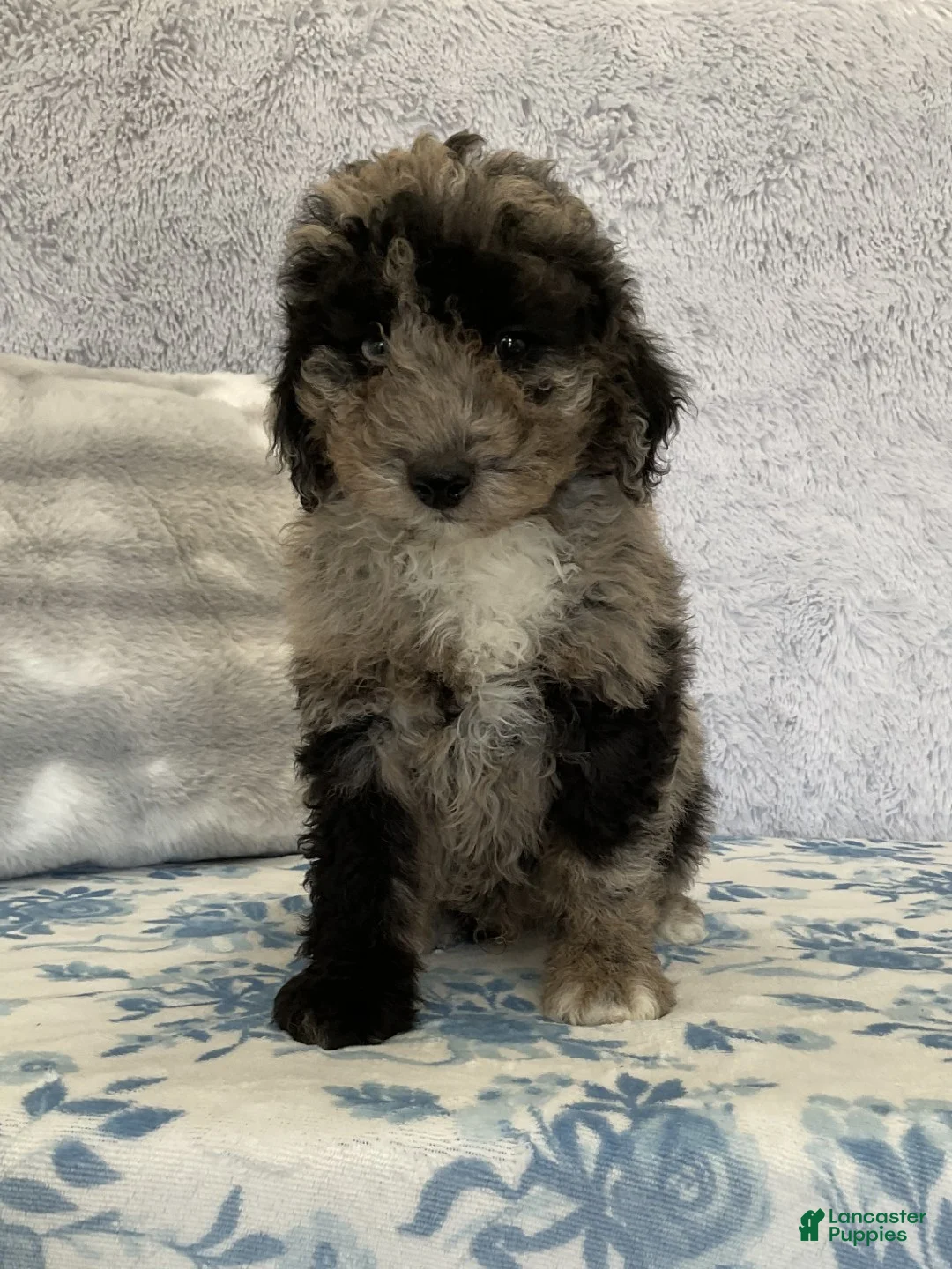Mixed Breed dogs for sale: Francois - Ad 3