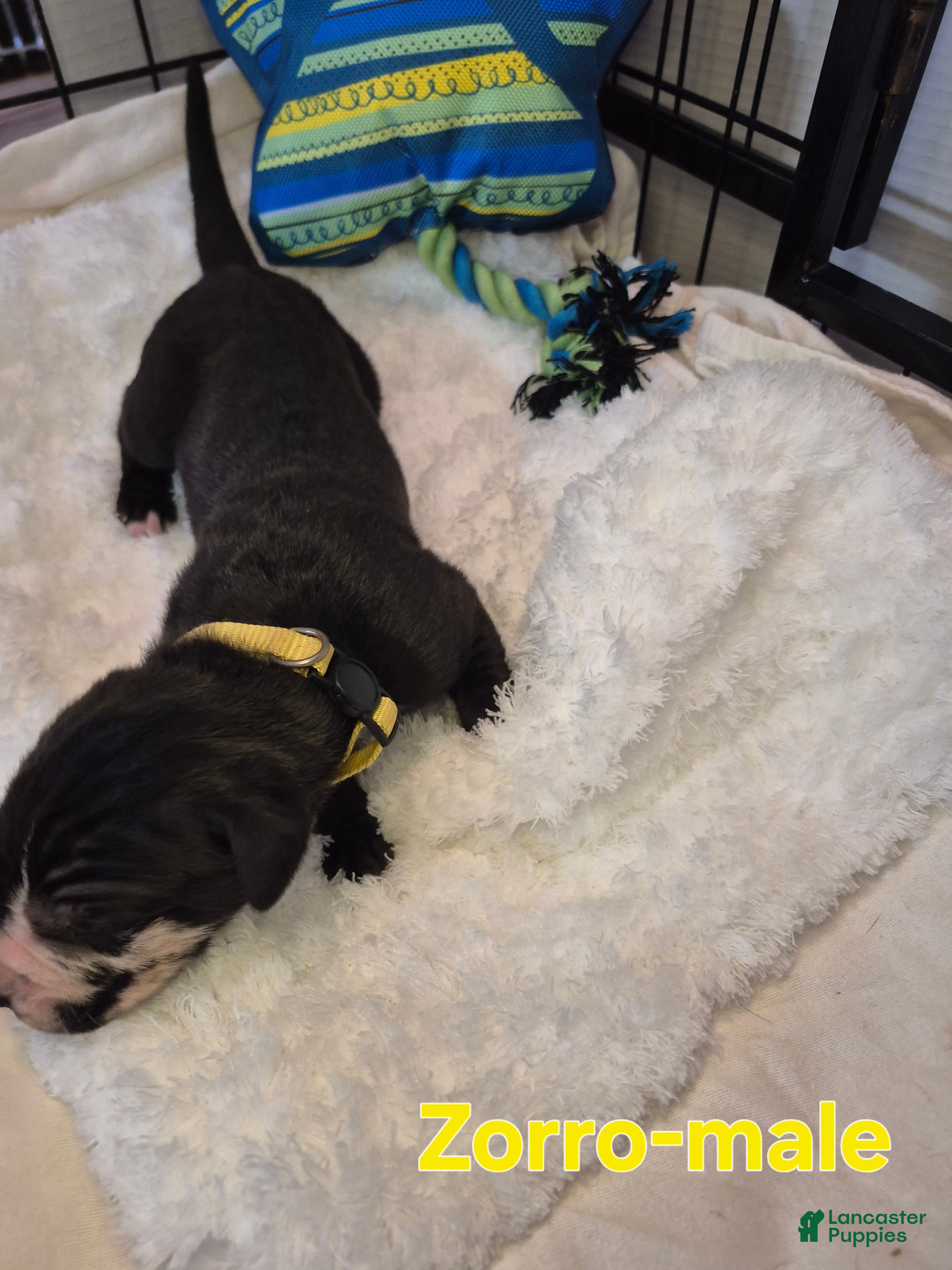 Great Dane dogs Zorro - Ad 12