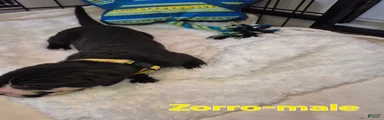 Zorro
