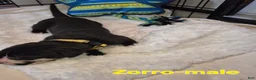Great Dane dogs for sale: Zorro - Ad 1