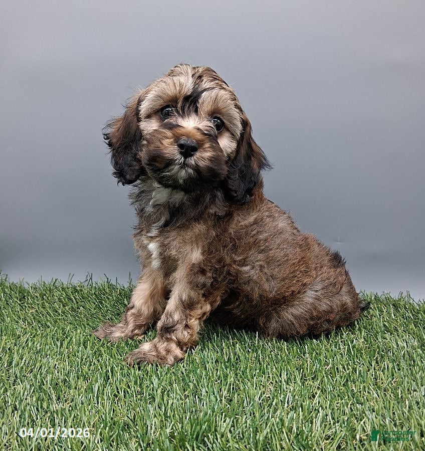 Cockapoo dogs Grace - Ad 1