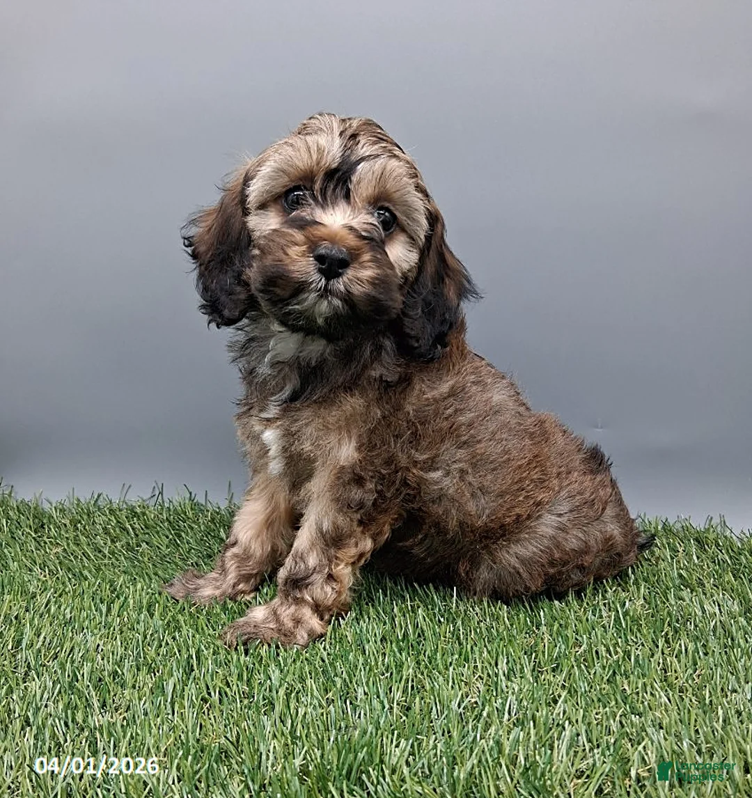 Cockapoo dogs for sale: Grace - Ad 1
