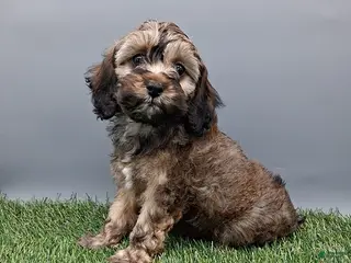 Cockapoo dogs for sale: Grace - Ad 4