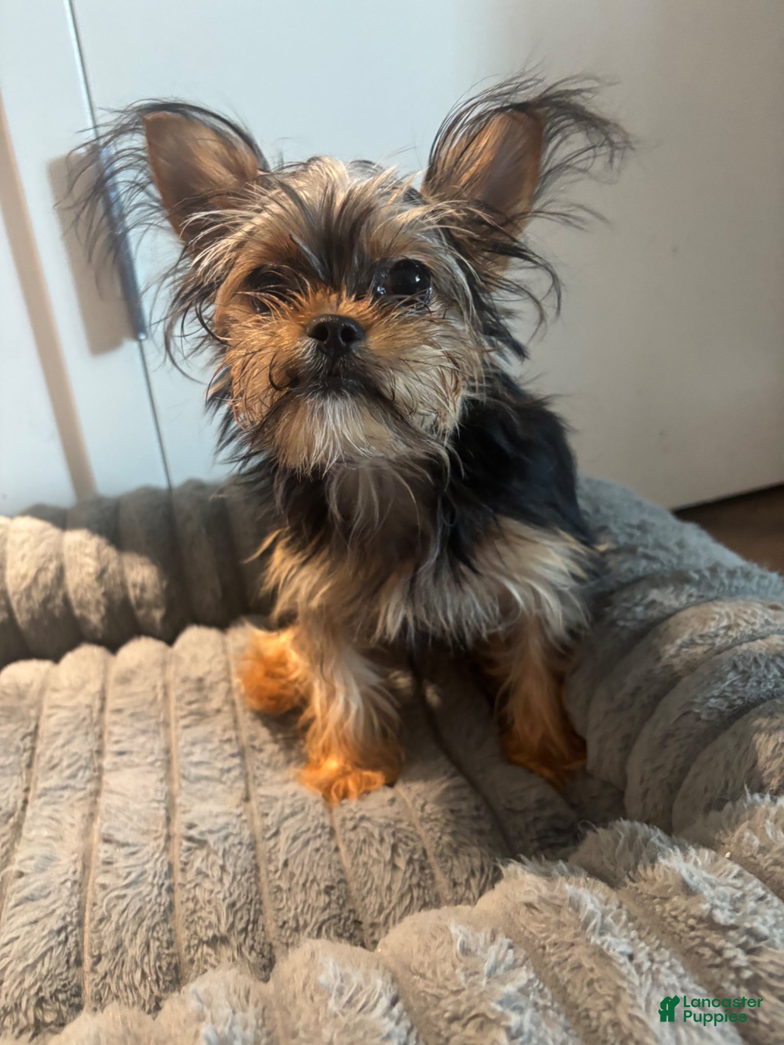 Shorkie dogs Lil girl - Ad 2