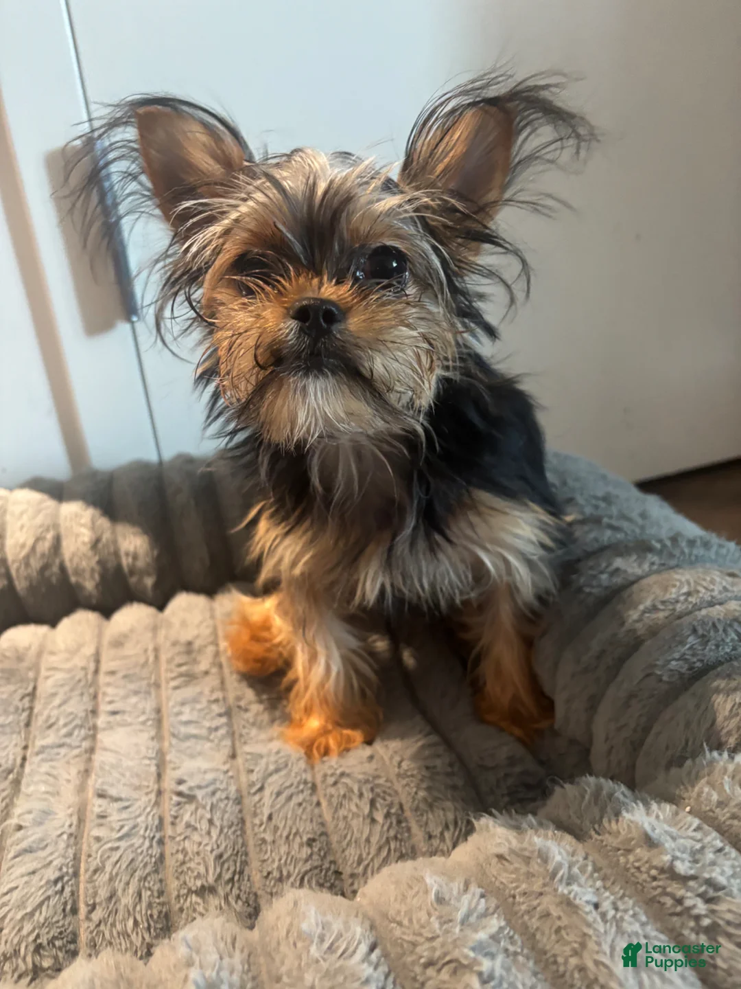 Shorkie dogs for sale: Lil girl - Ad 2