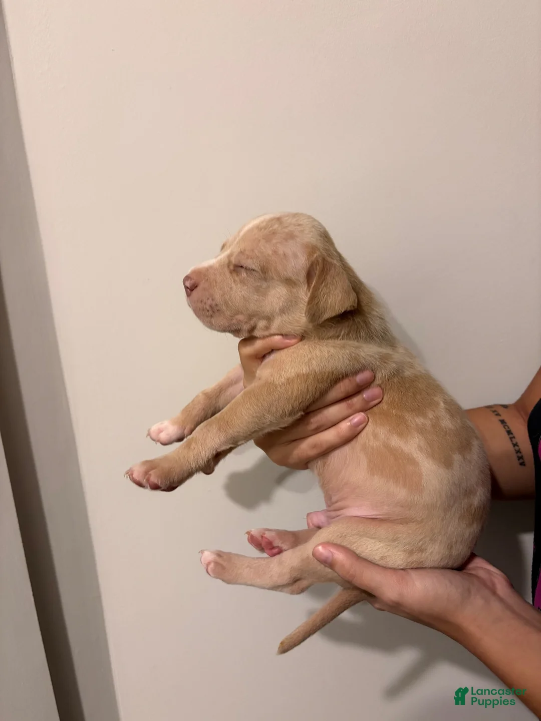American Bully dogs for sale: American XL Bully 4 - Ad 2