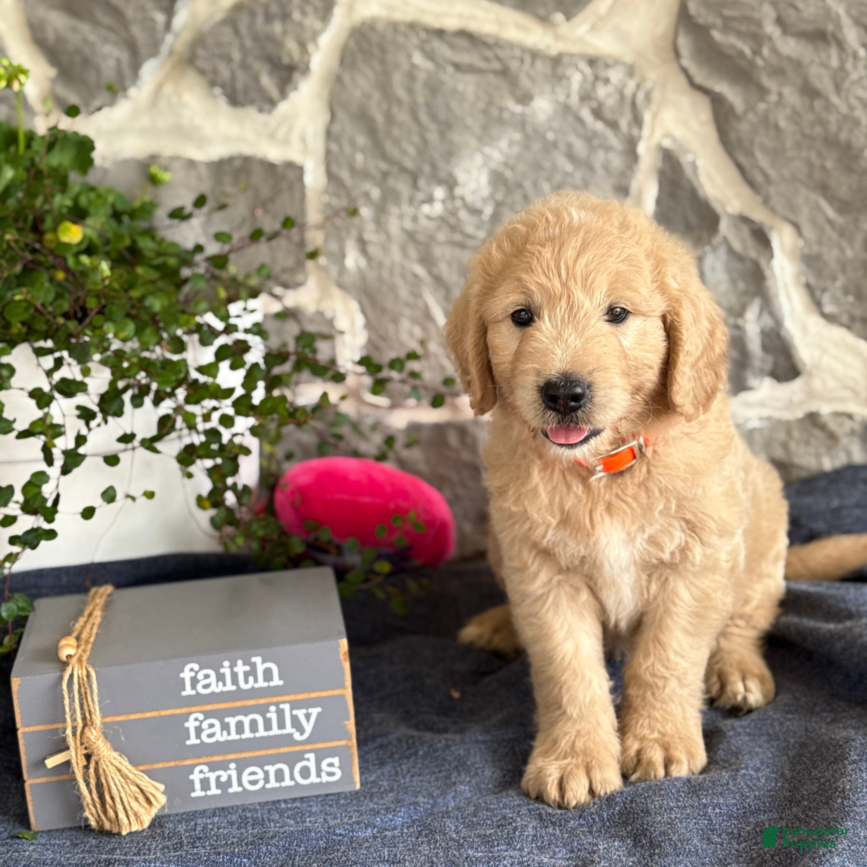 Goldendoodle dogs Nelson - Ad 1