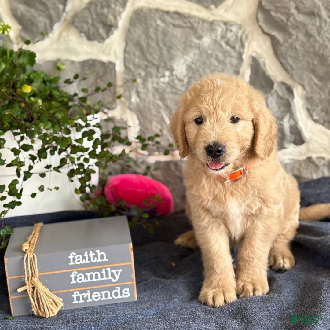 Goldendoodle dogs for sale: Nelson - Ad 1