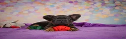 French Bulldog dogs for sale: Buddy - Ad 8