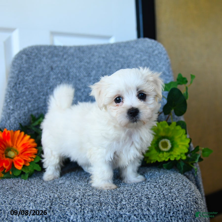 Maltese dogs Muffin - Ad 2