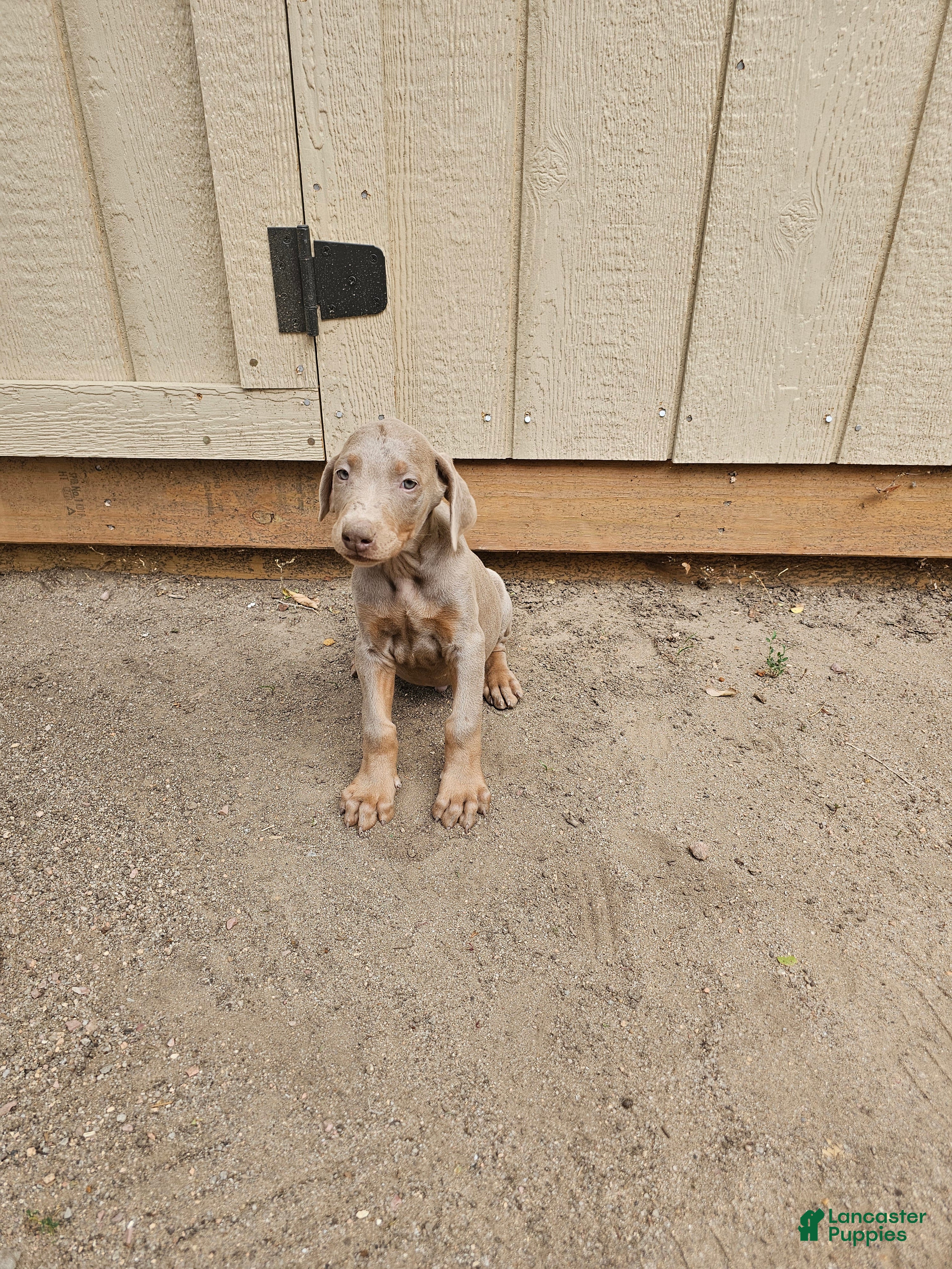 Doberman Pinscher dogs Doberman Pinscher 2 - Ad 9