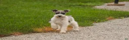 Miniature Schnauzer dogs for sale: Quinn Miniature Schnauzer  - Ad 10