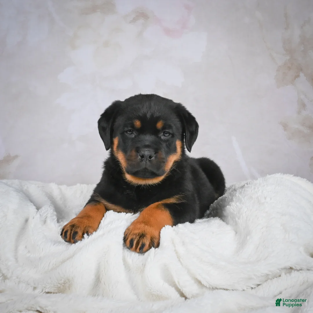Rottweiler dogs for sale: Gracie - Ad 3