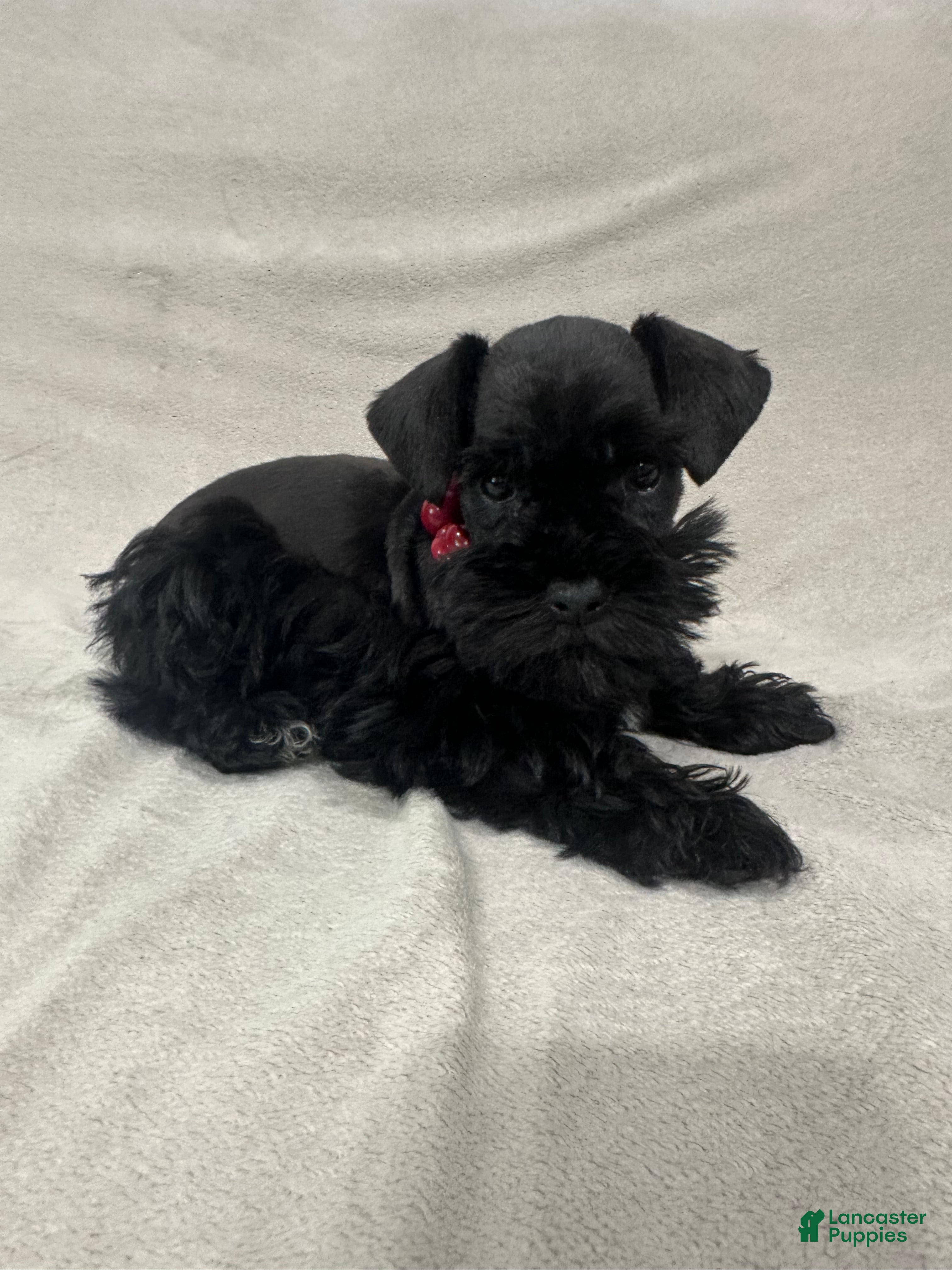 Miniature Schnauzer dogs Molly - Ad 34