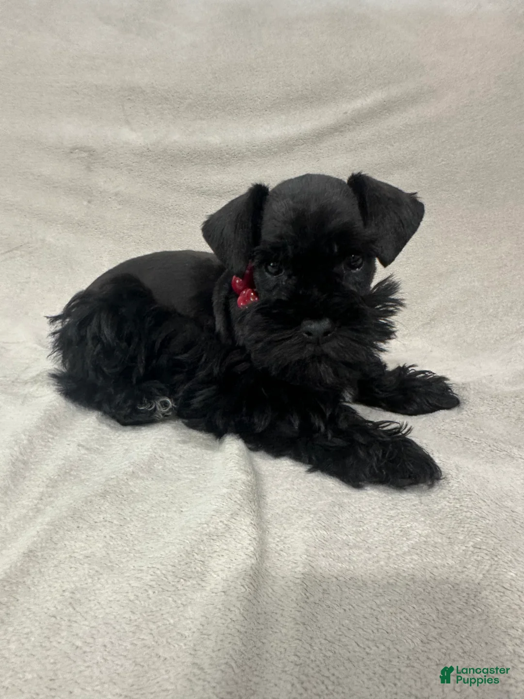 Miniature Schnauzer dogs for sale: Molly - Ad 1