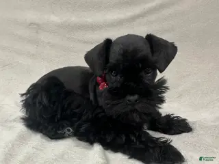 Miniature Schnauzer dogs Molly - Ad 34