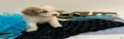 Mini Goldendoodle dogs for sale: Dexter - Ad 3