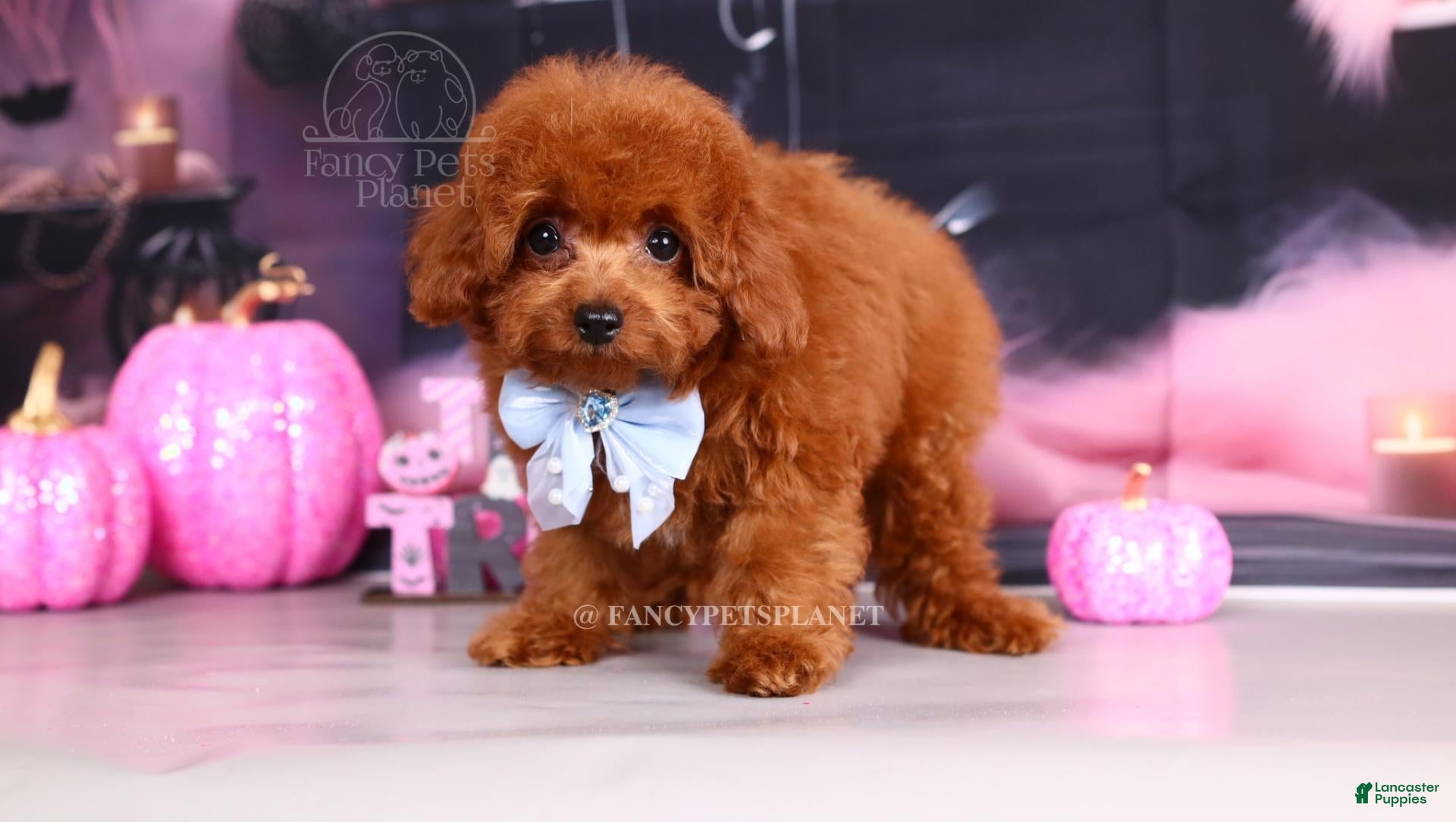 Toy Poodle dogs for sale: Key to my soul - Ad 2