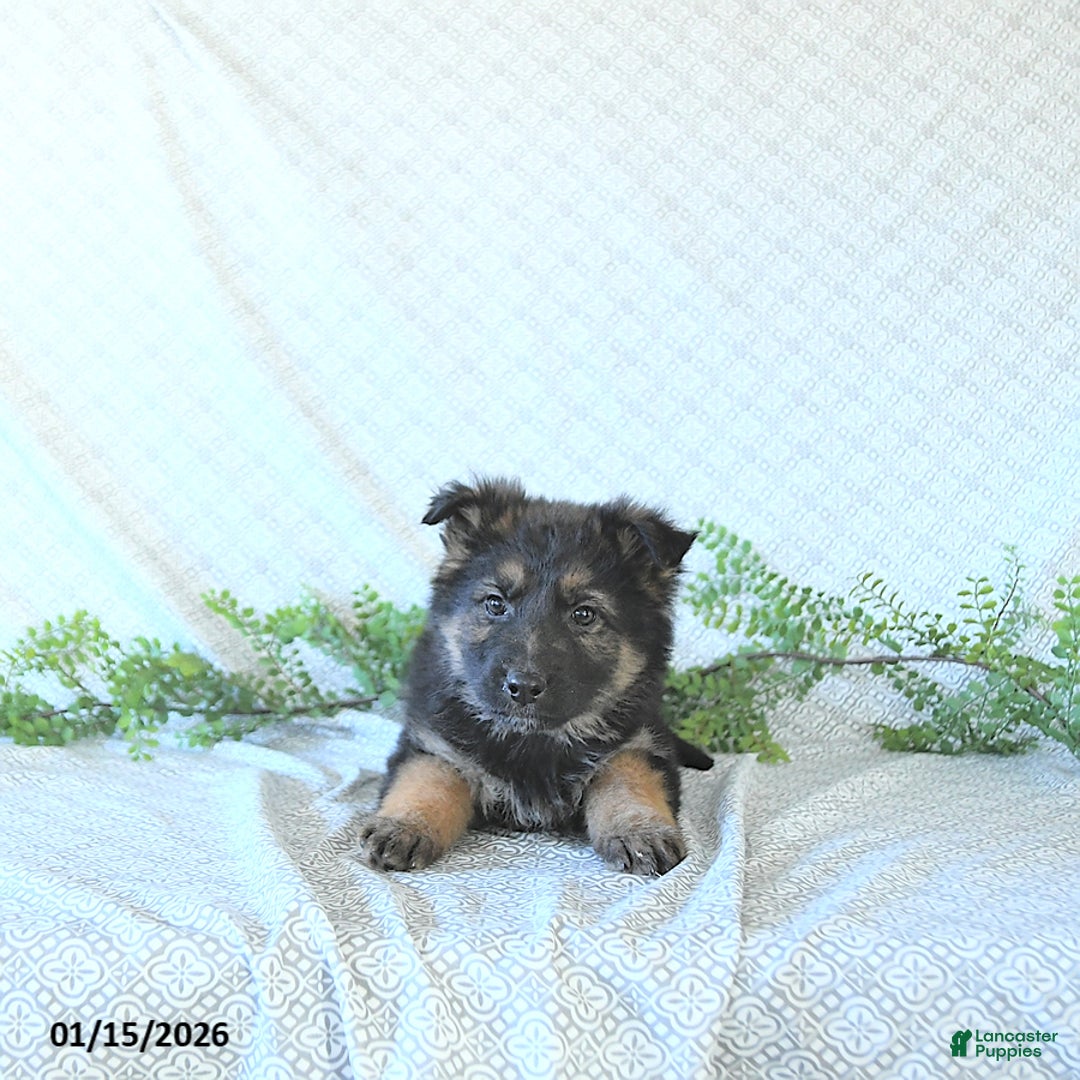 German Shepherd dogs for sale: Mia  - Ad 4