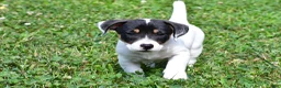 Jack Russell Terrier dogs for sale: Jasper - Ad 6