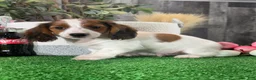 Dachshund dogs for sale: Duke - Ad 1