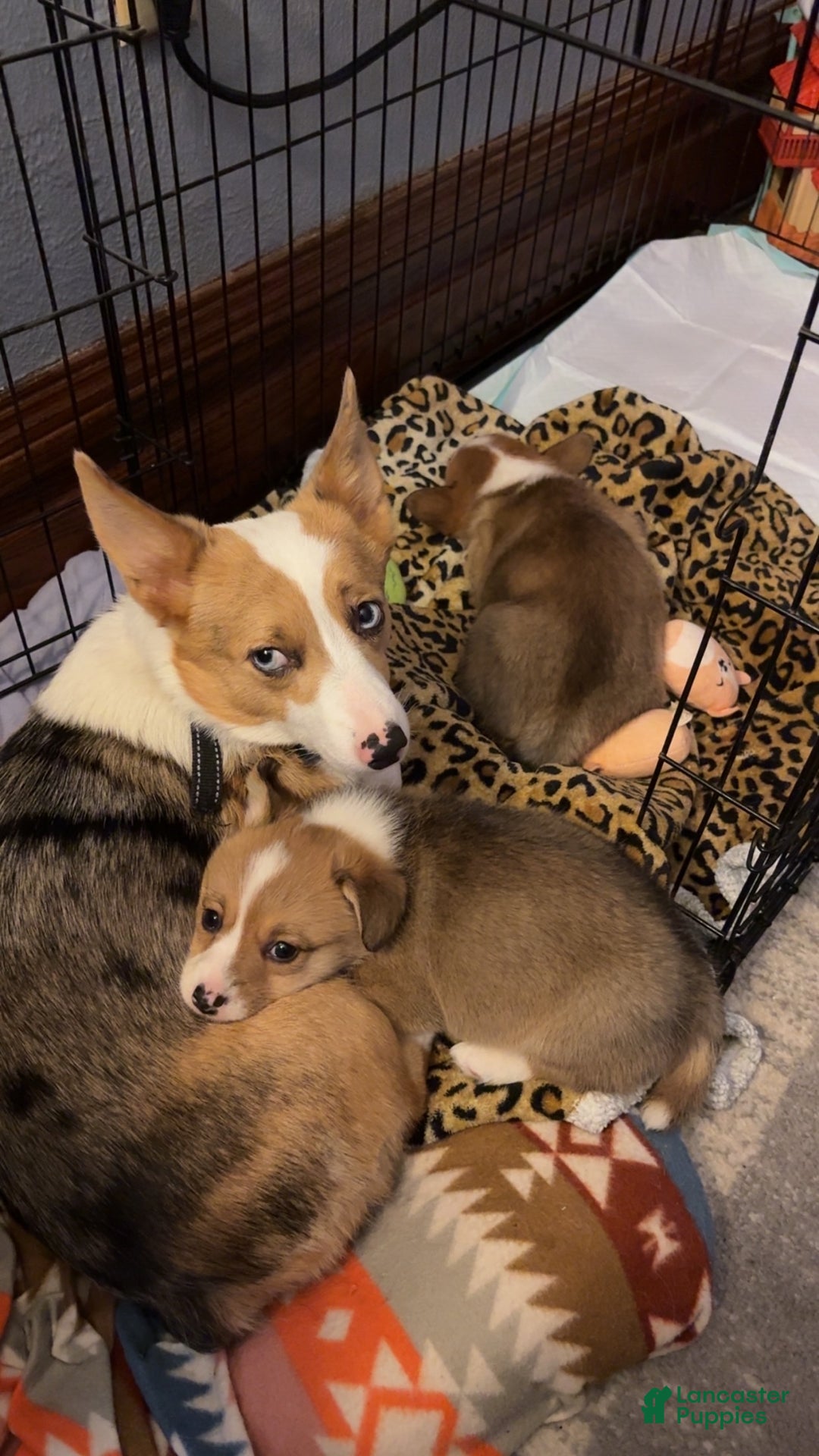 Welsh Corgi Pembroke dogs for sale: Welsh Corgi Pembroke Puppy 2 - Ad 7