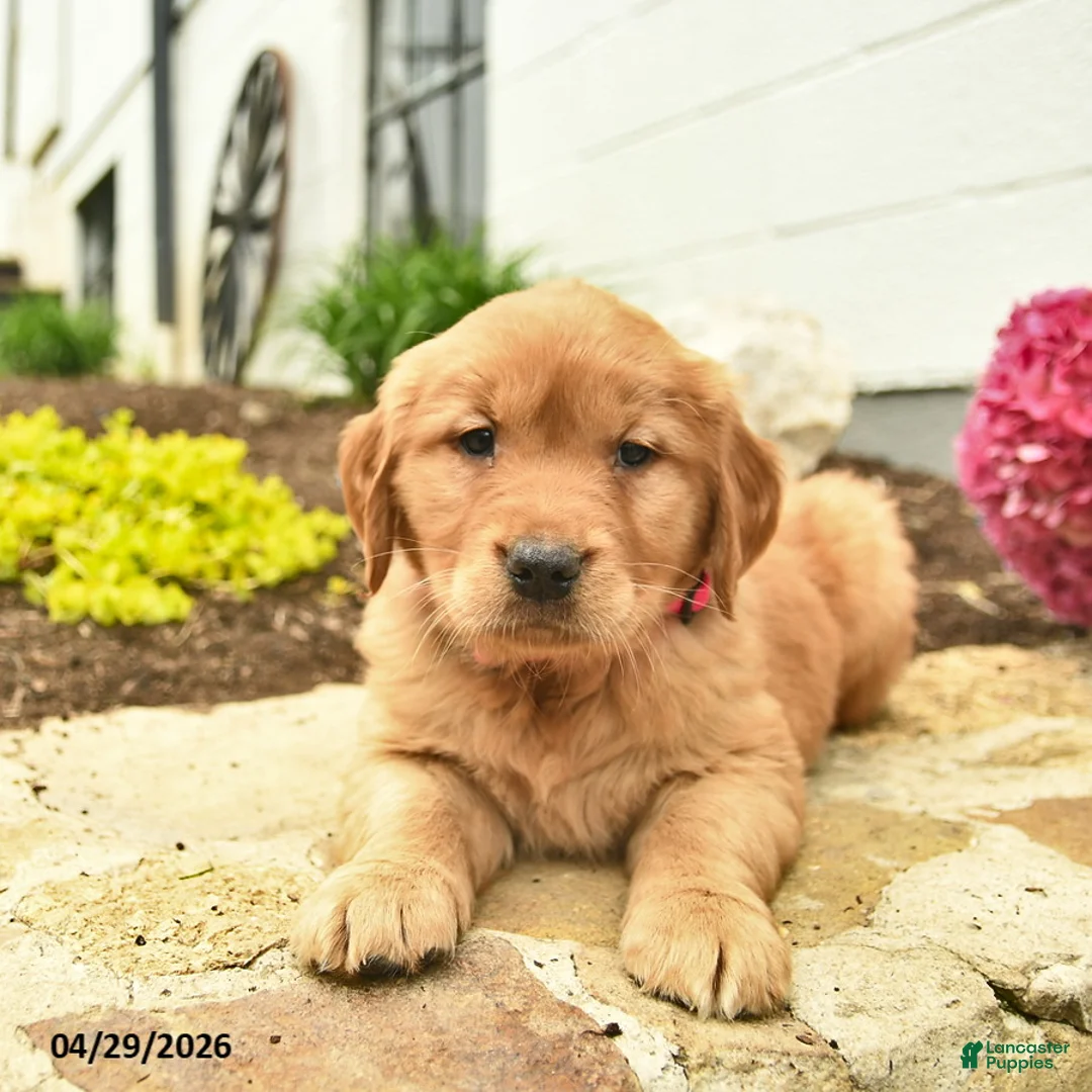 Golden Retriever dogs for sale: Cheyenne  - Ad 3