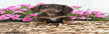 Rascal
