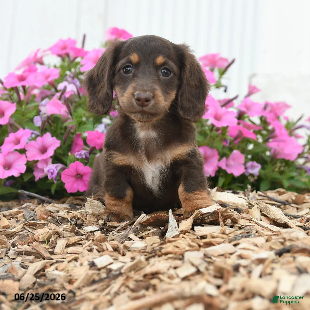 Miniature Dachshund dogs for sale: Rascal - Ad 1