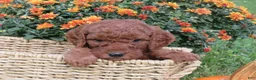 Mini Goldendoodle dogs for sale: Espresso  - Ad 7