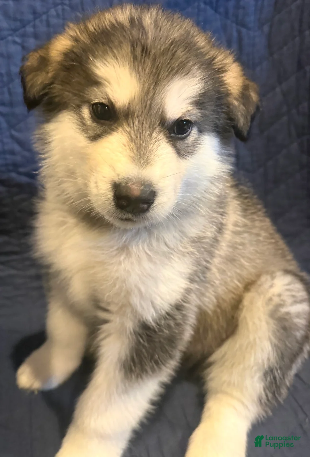 Alaskan Malamute dogs for sale: Beor - Ad 1