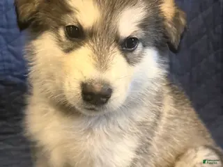 Alaskan Malamute dogs for sale: Beor - Ad 3