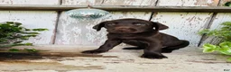 Labrador Retriever dogs for sale: Fay - Ad 7