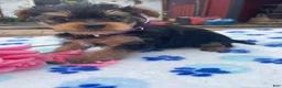Yorkshire Terrier dogs for sale: Princess - Ad 4