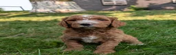 Goldendoodle dogs for sale: Suzy - Ad 12