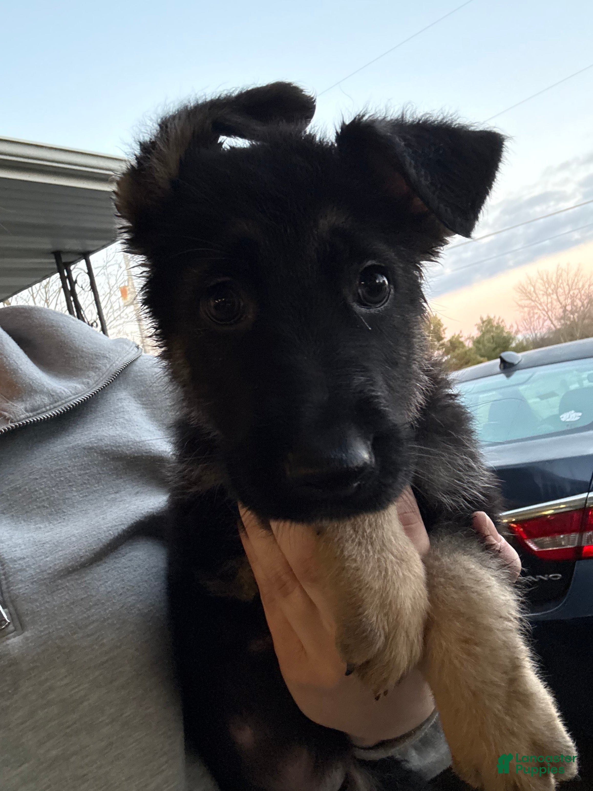 German Shepherd dogs Steve  - Ad 1