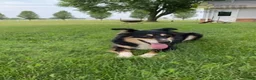 Australian Shepherd dogs for sale: Luke - Ad 10