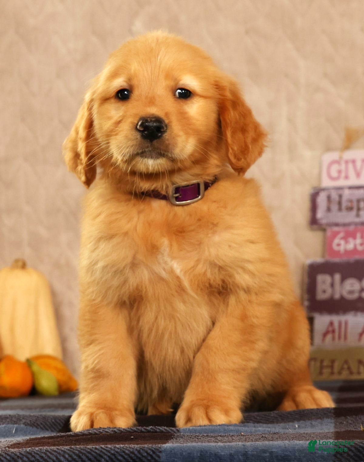 Golden Retriever dogs Justin - Ad 2