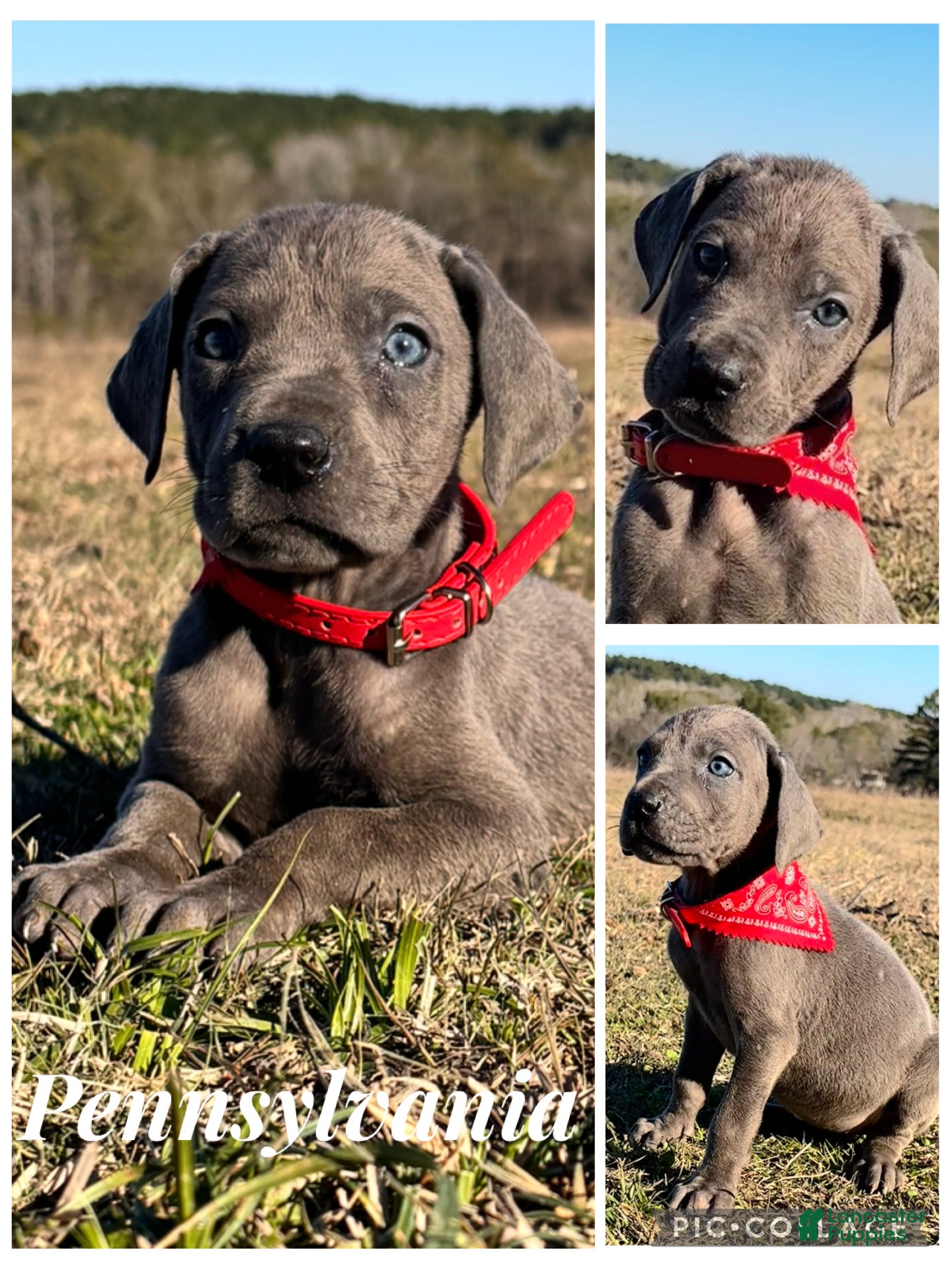Great Dane dogs Solid Blue Female - Penny  - Ad 2
